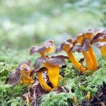 Paljon suppilovahveroita metsässä