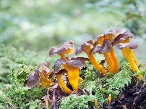 Paljon suppilovahveroita metsässä