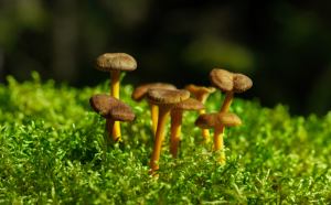 Pieni ryhmä suppilovahveroita kasvaa vihreällä sammalmättäällä metsässä, luonnonvalossa.