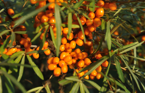 Tyrnipensas täynnä oransseja marjoja auringonvalossa, lehvästö vihreänharmaa.