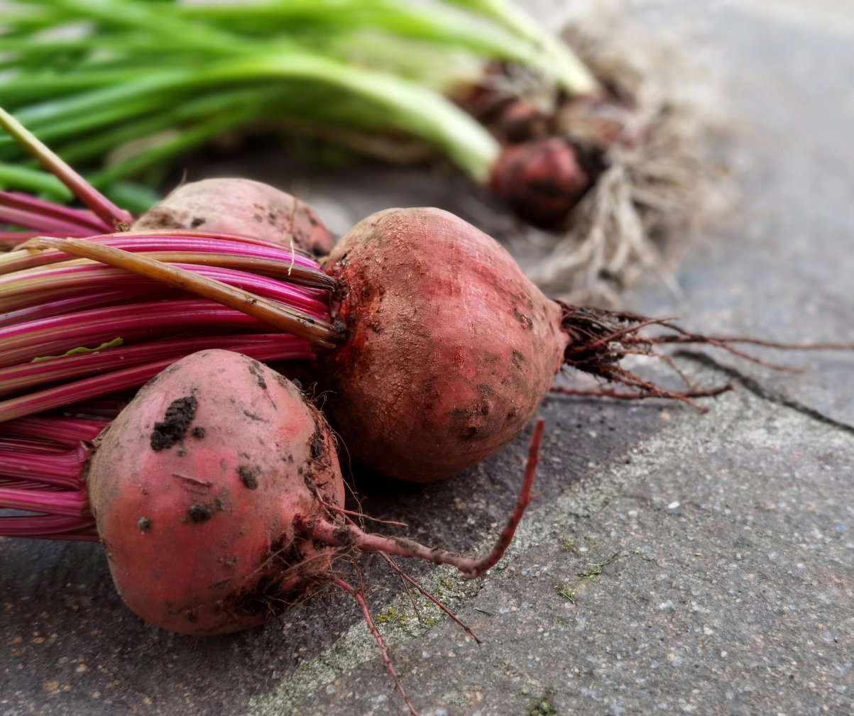 Kuvassa kolme vasta maasta nostettua punajuurta