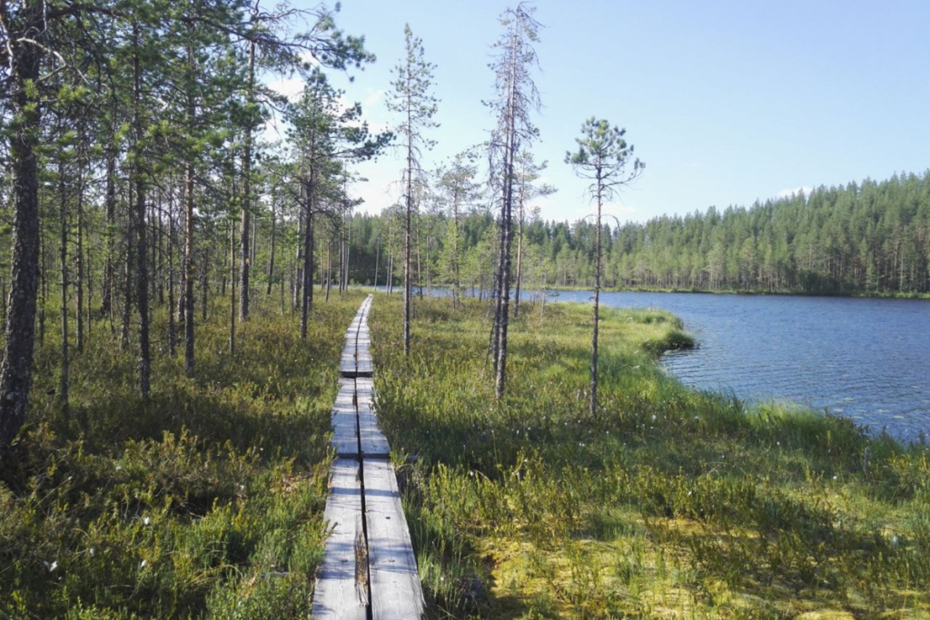 Pitkospuut suomalaisessa metsässä.