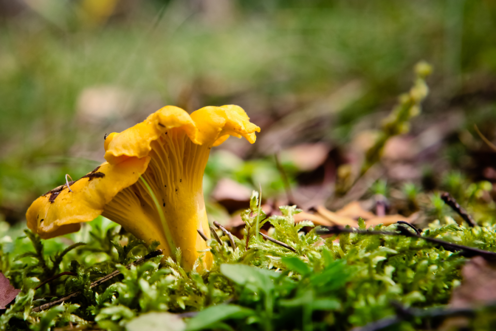 Metsässä kasvava kanttarelli.