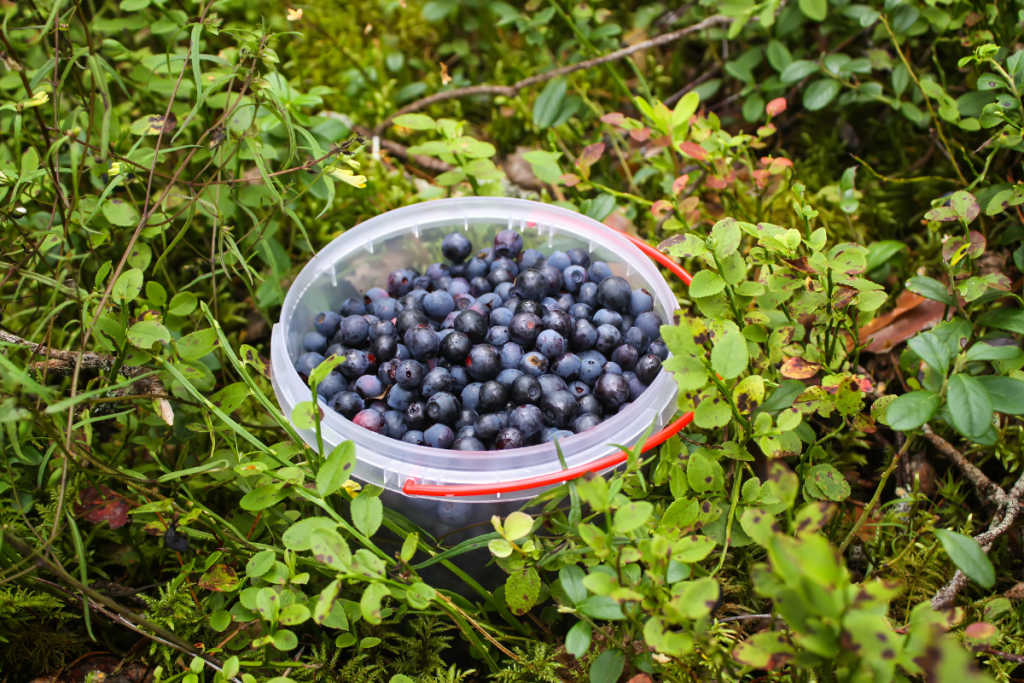Metsä. Maassa sanko täynnä mustikoita.