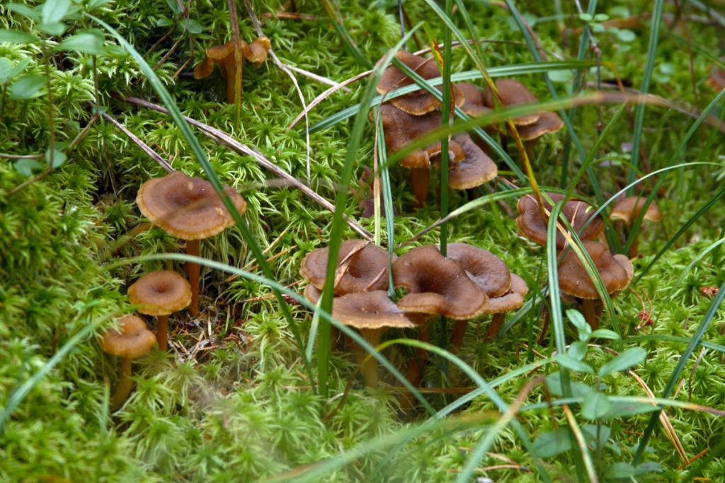 Metsässä suppilovahveroita.
