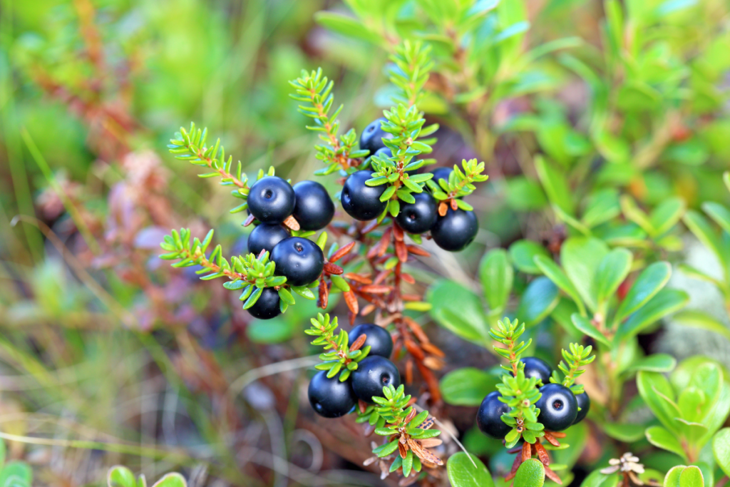 Variksenmarjoja metsässä.