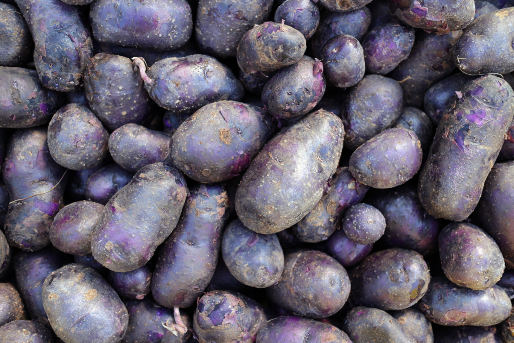 Violetteja perunoita.